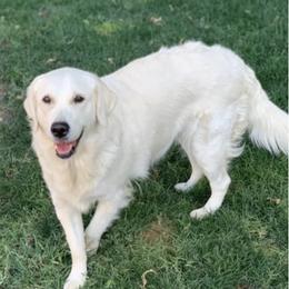 Golden Retrievers from Luv of my Goldens