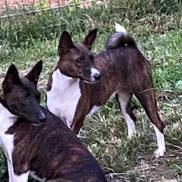 Jade - Basenji