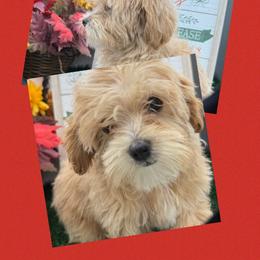 Barbie - Apricot female Maltipoo puppy in Wayland, New York from Loris Pampered Pooches💕