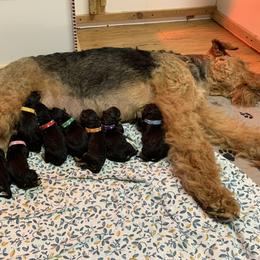 Airedale Terrier Puppies from Mystic’s Airedale Acres
