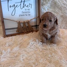 Male 1 - Red  male Goldendoodle puppy in Bucyrus, Missouri from Hill Top Pomskies