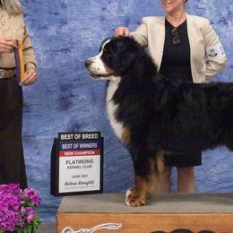 Bernese Mountain Dogs from Angelina's Bernese Dogs