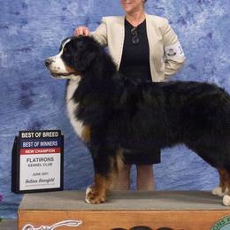 Bernese Mountain Dogs from Angelina's Bernese Dogs