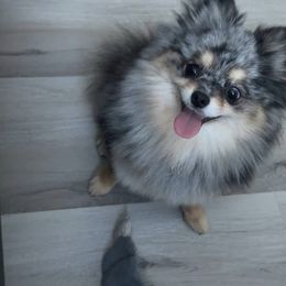 Lollipop - Pomeranian