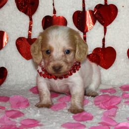 Sprite - Piebald male Dachshund puppy in Corbin, Kentucky from White River Valley Kennel