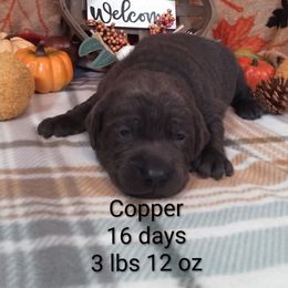 Copper - Charcoal male Dilute Retriever puppy in Madras, Oregon from GT Labradors