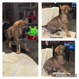 German Shepherd Puppies from Georgene German Shepherds