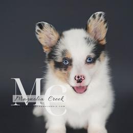 American Corgi and Pembroke Welsh Corgi Puppies from Magnolia Creek Corgis