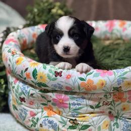 Raven - Black tri female Miniature Australian Shepherd puppy in California from Eagle River Aussies