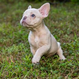 French Bulldog Puppies from Cocoskennel