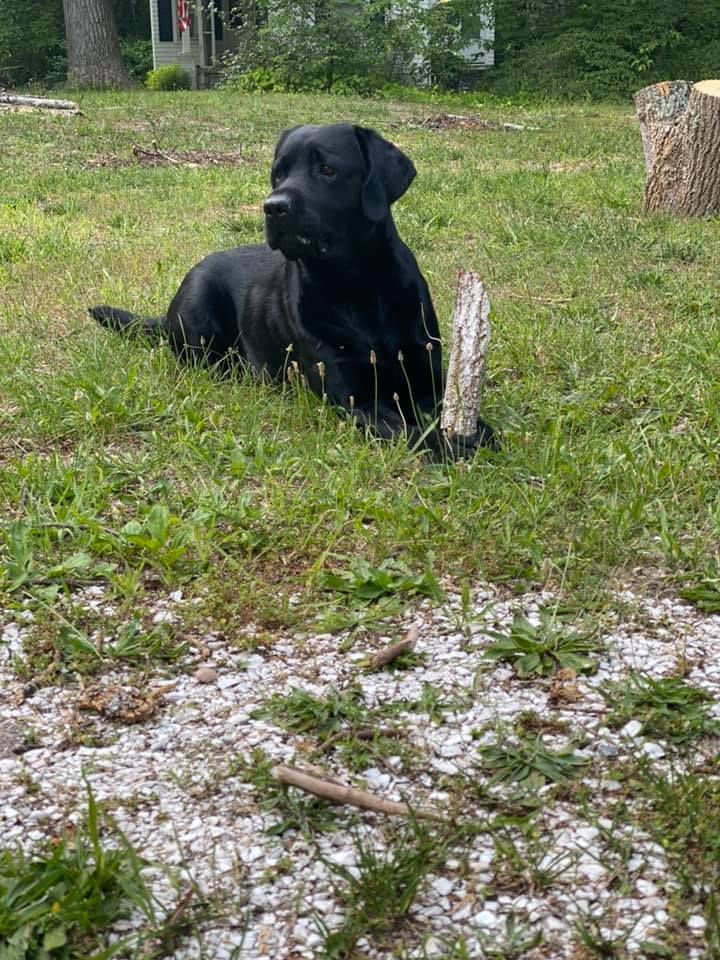 Gravel Hill Labrador in Delaware | Labrador Retriever puppies | Good Dog