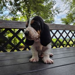Jax 2,140 - Black white and brown male Basset Hound puppy in Denison, Texas from Emma Lou's Baby Bassets