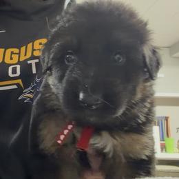 Boy 2 -Red Collar - Black and red male German Shepherd puppy in Valley Springs, South Dakota from Von Pasch German Shepherds