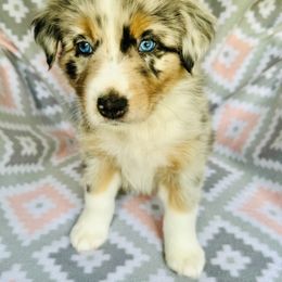 Australian Shepherd Puppies from Jo’s Aussies