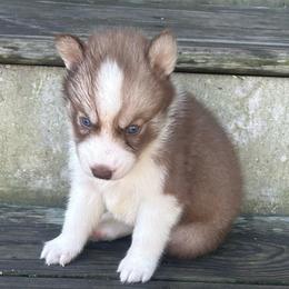 Loki - Red and white male Siberian Husky puppy in Summerville, South Carolina from Carolina Husky Lodge