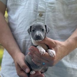 Girl 2 - Blue female Italian Greyhound puppy in Sugar Valley, Georgia from Pinnacle Farm and Kennel