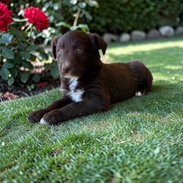 Dolce Green - Red tri-color female Australian Shepherd puppy in Statesville, North Carolina from Charming Australian Shepherds