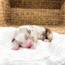Parton - Red merle female Australian Shepherd puppy in Unionville, Iowa from Soap Creek Kennels