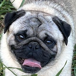 Zorro - Pug