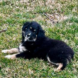 Joy - Black tri-color female Australian Shepherd puppy in Mocksville, North Carolina from Trailblazing Aussies