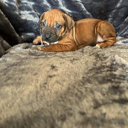 Ridgeless 2 - Rd whtn blk nose female Rhodesian Ridgeback puppy in Ocala, Florida from DogWood Kennels