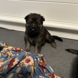 German Shepherd Puppies from Anderson German Shepherds LLC