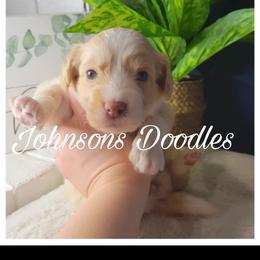 Aussiedoodle, Bernedoodle, and Goldendoodle Puppies from Johnson's Doodles