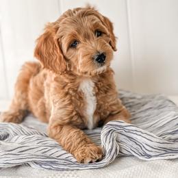 Goldendoodle Puppies from KZ Doodles