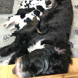 Bernedoodle Puppies from Heart J Bernedoodles