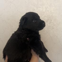 Luka - Black male German Shepherd puppy in Winterport, Maine from Vom Stevens Old Fashioned German Shepherds