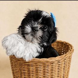 Rayna - Black and white female Shih Tzu puppy in Abilene, Texas from L&L Euro Boxers and Small Town Shih Tzus