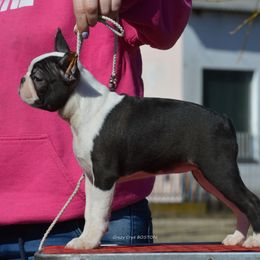 Boston Terrier, Boxer, and French Bulldog Puppies from Azaleas Euro Boxers & Boston Terriers