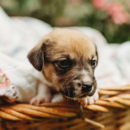 American Corgi and Pembroke Welsh Corgi Puppies from Dollhouse Farm