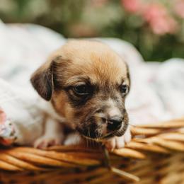 American Corgi and Pembroke Welsh Corgi Puppies from Dollhouse Farm