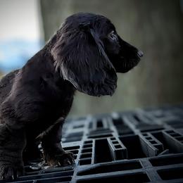 Dachshund Puppies from Valhallah Farms