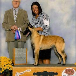 Belgian Malinois All Grown Up from Concho Belgian Malinois