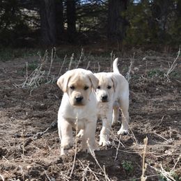 Labrador Retriever Puppies from Kolfyre Labradors