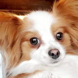 Bandit - Papillon