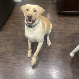 Simba - Labrador Retriever