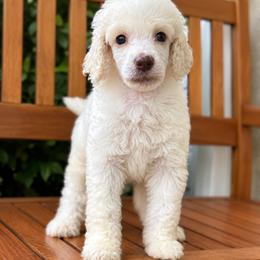 Violet - White female Poodle puppy in Spring Hill, Florida from Lecanto Puppy