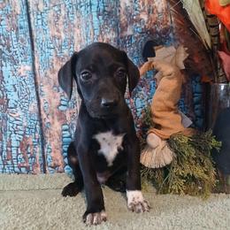 Boy 1 - Black male German Shorthaired Pointer puppy in Laporte, Minnesota from Northern Odyssey Gun Dogs