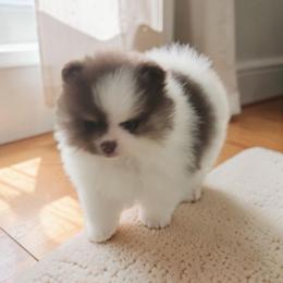 Ridge  3,500 dollars - Tri-colored male Pomeranian puppy in Amelia, Ohio from Boujee Puff Poms