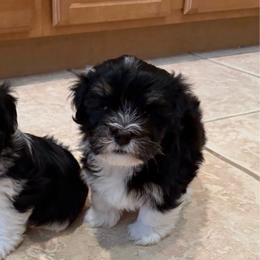Vincent - Black and white male Havanese puppy in Apopka, Florida from Dunhill Havanese