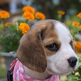 Beagle Puppies from Beam's Beagles