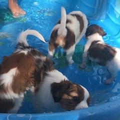 Nederlandse Kooikerhondje Puppies from Sunshine Kooikers