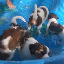 Nederlandse Kooikerhondje Puppies from Sunshine Kooikers