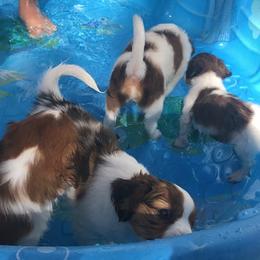 Nederlandse Kooikerhondje Puppies from Sunshine Kooikers