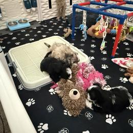 Havanese from Eorzea Havanese