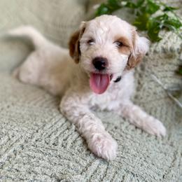 Colin - Parti male Goldendoodle puppy in Barstow, California from Golden Desert Doodles