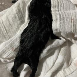 Ricky (blue collar) - Black male Miniature Schnauzer puppy in Port Orchard, Washington from Silver Bells Miniature Schnauzers